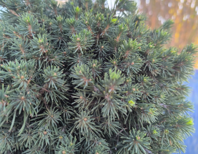 Smrek obyčajný ´Tompa´ na kmienku