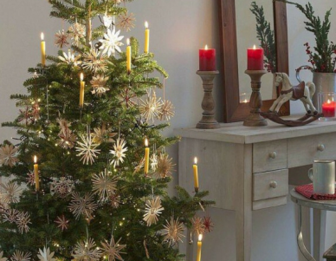 Jedľa korejská  450cm, kont.