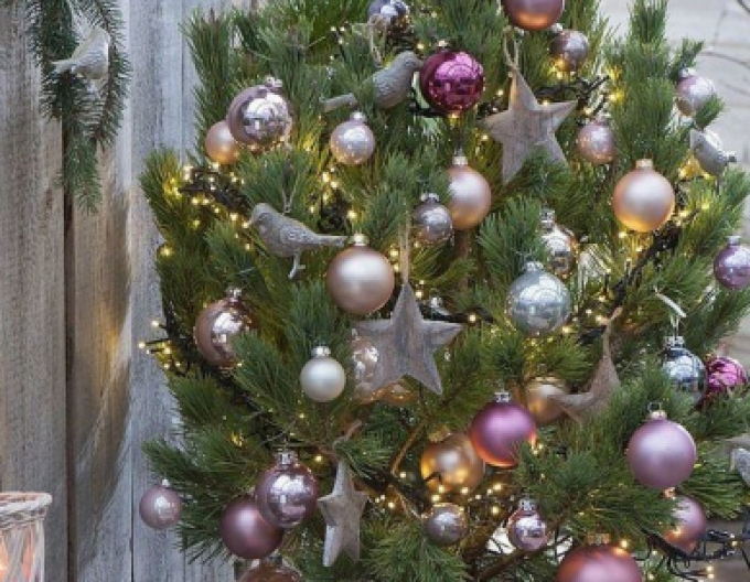 Borovica čierna 100/125 cm, kont.