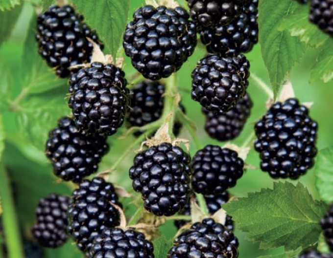 Černica ´Dirksen´