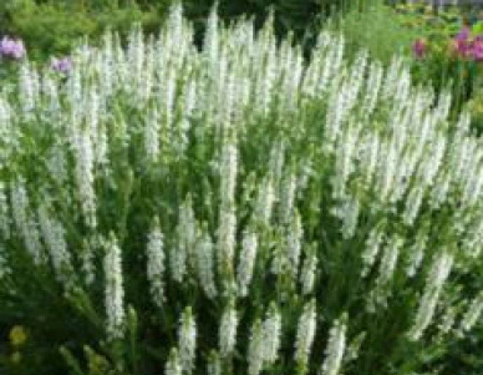 Šalvia hájna ´Schneehugel´