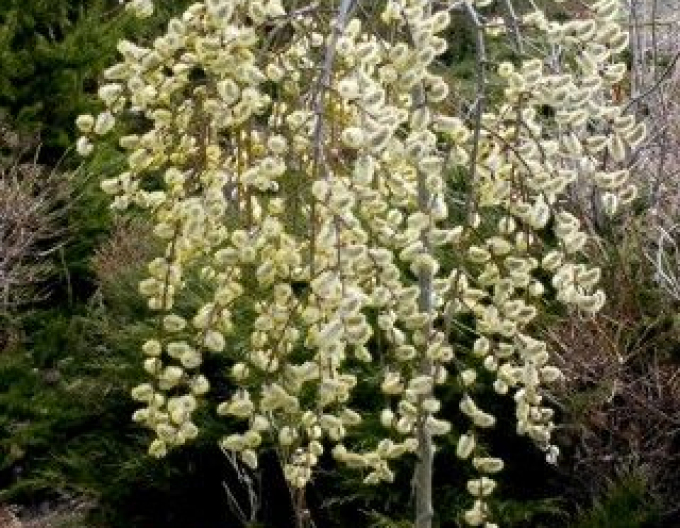 Vŕba vysoká previslá ´Kilmarnock´ na kmienku 120cm