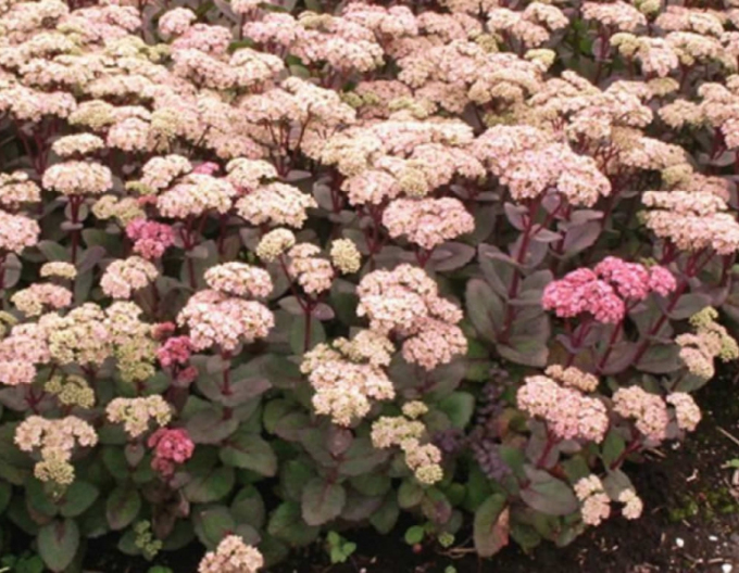 Rozchodník nádherný ’Matrona’ 1l