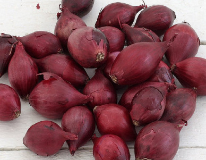 Cibuľa sadzačka ´Red Baron´ 8/21  25kg