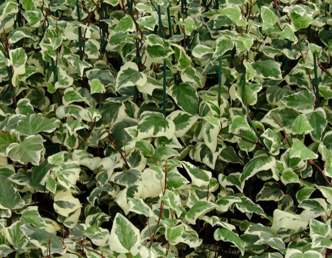 Brečtan alžírsky ´Gloire de Marengo´