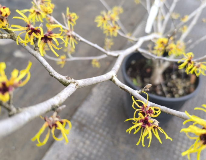 Hamamel prostredný ’Pallida’