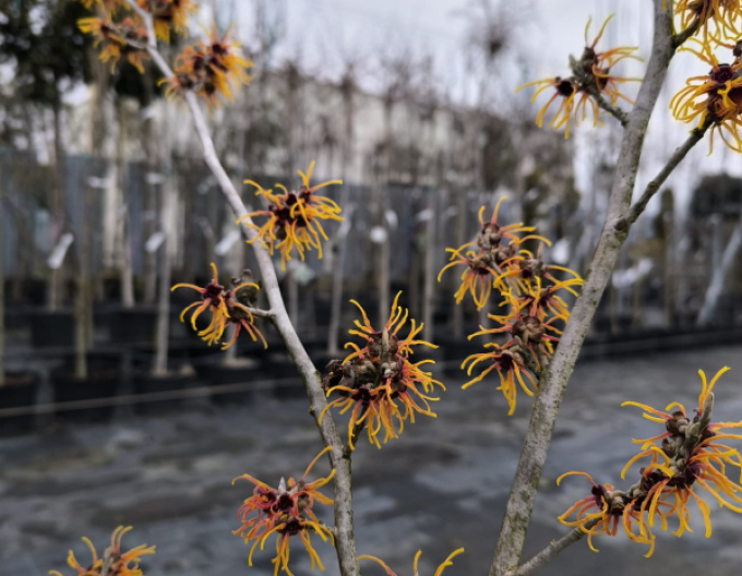 Hamamel prostredný ’Orange Beauty’