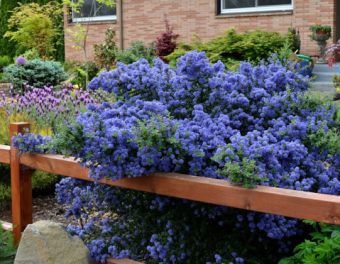 Latnatec  ’Julia Phelps’