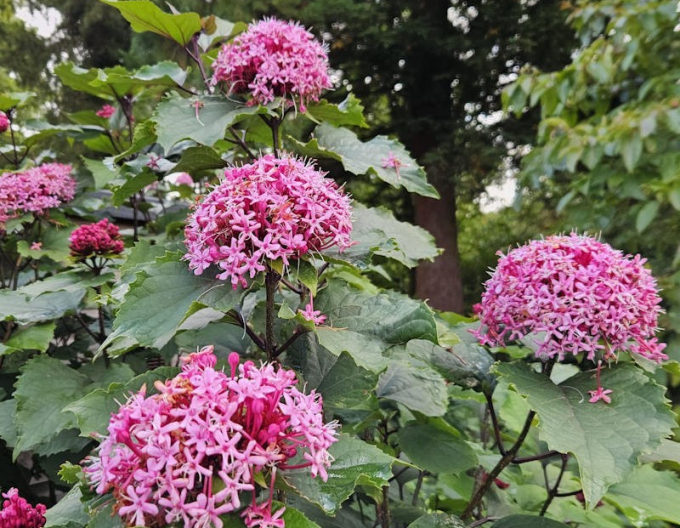 Blahoker  - Klerodendron Bungeov