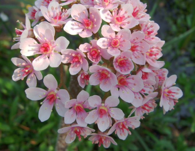 Darmera štítnatá - indiánska rebarbora