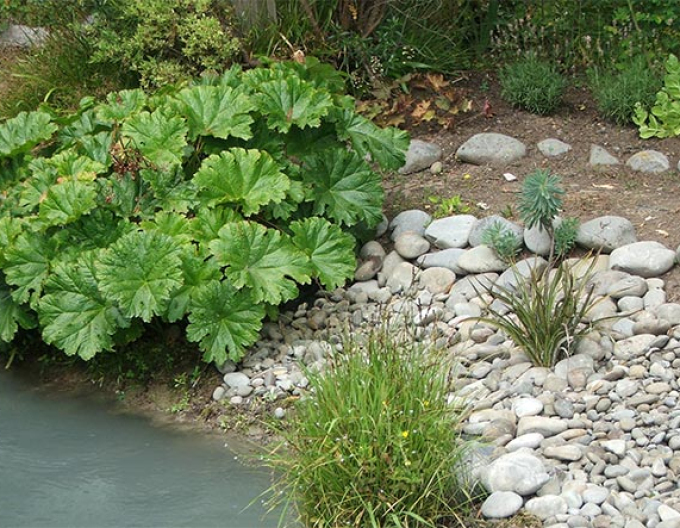 Darmera štítnatá - indiánska rebarbora