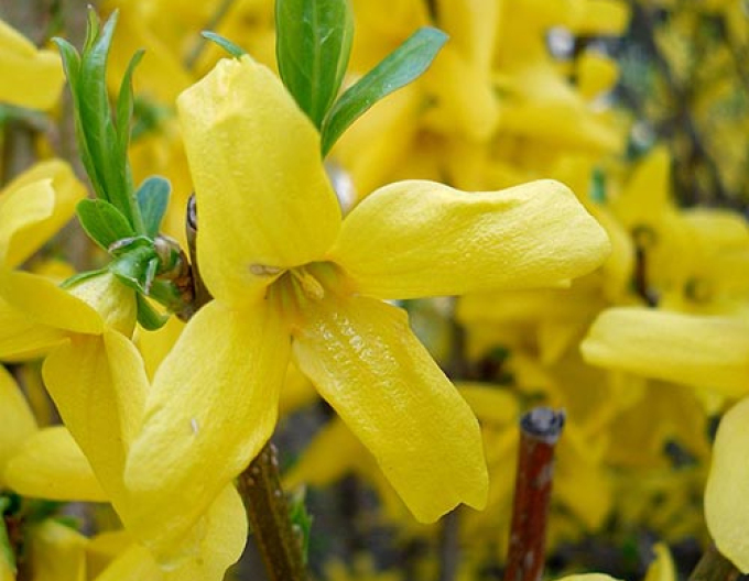 Zlatovka prostredná ´Weekend´ na kmienku