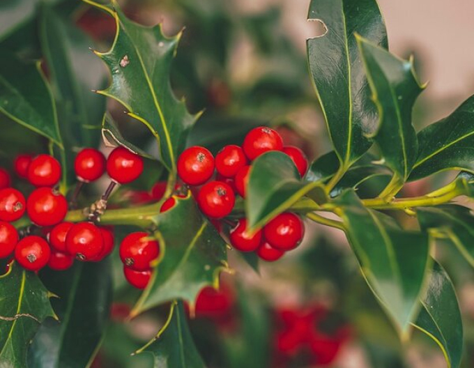 Cezmína ostrolistá ´Alaska´