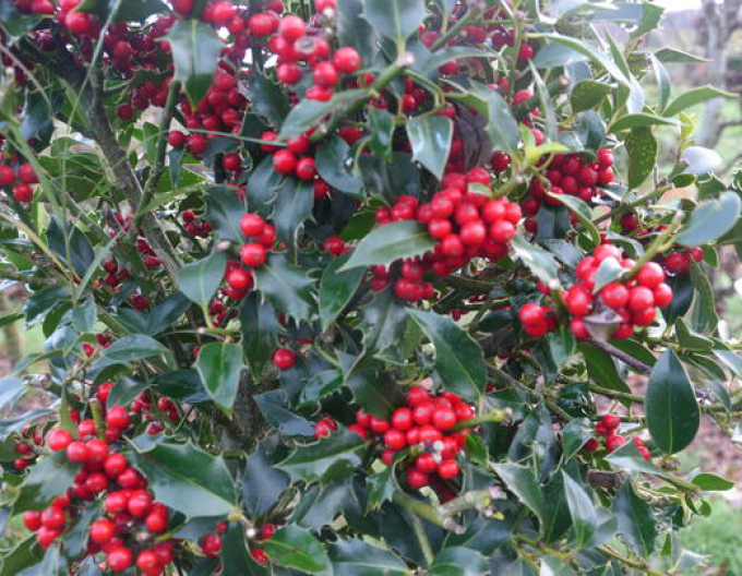 Cezmína ostrolistá ´Alaska´