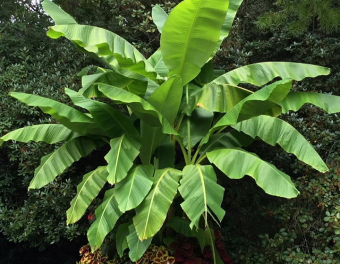 Banánovník japonský (Musa Basjoo)