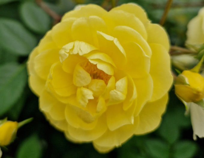 Ruža ´Lemon Siluetta´