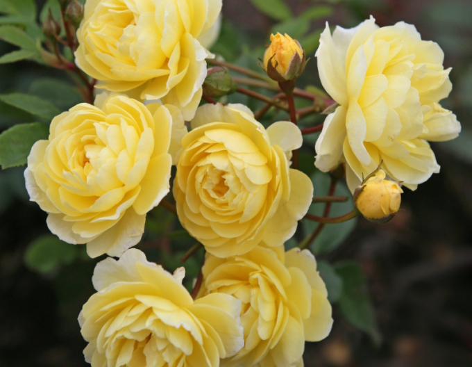 Ruža ´Lemon Siluetta´