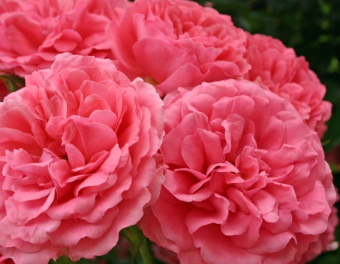 Ruža ´Rosarium Uetersen´