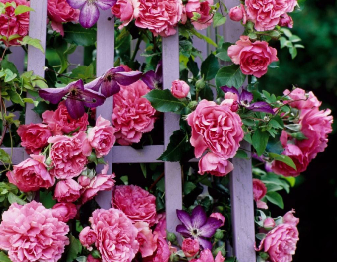 Ruža ´Rosarium Uetersen´