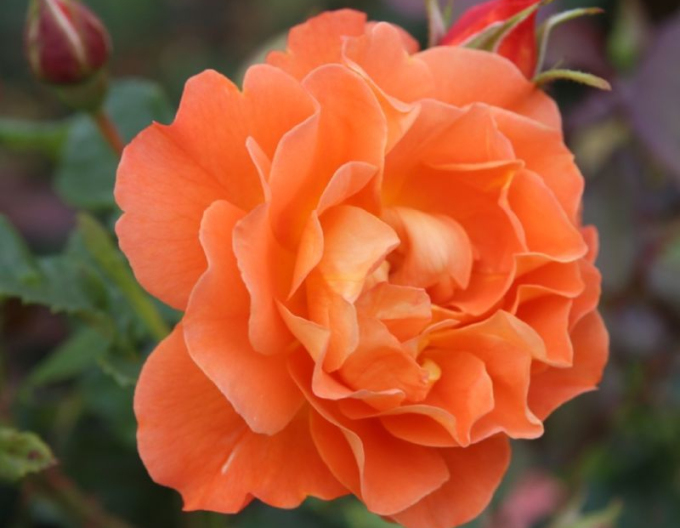 Ruža ´Westerland´