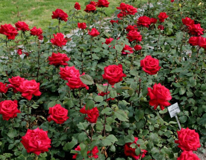 Ruža ´Grand Amore´