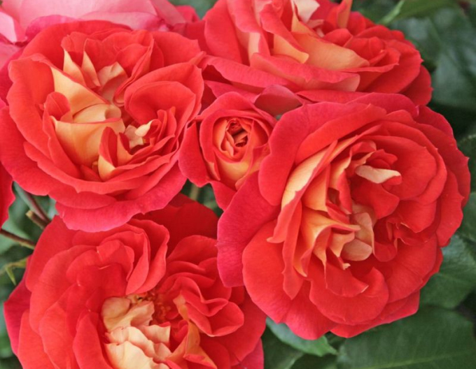 Ruža ´Gebrüder Grimm´