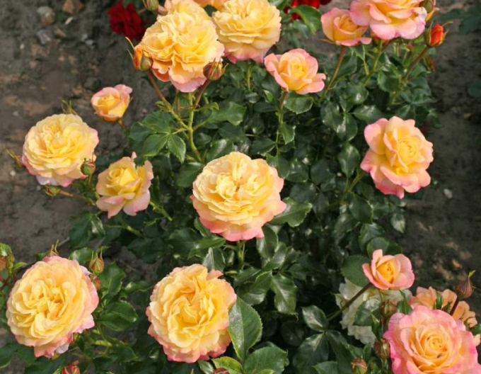 Ruža ´Rose der Hoffnung´