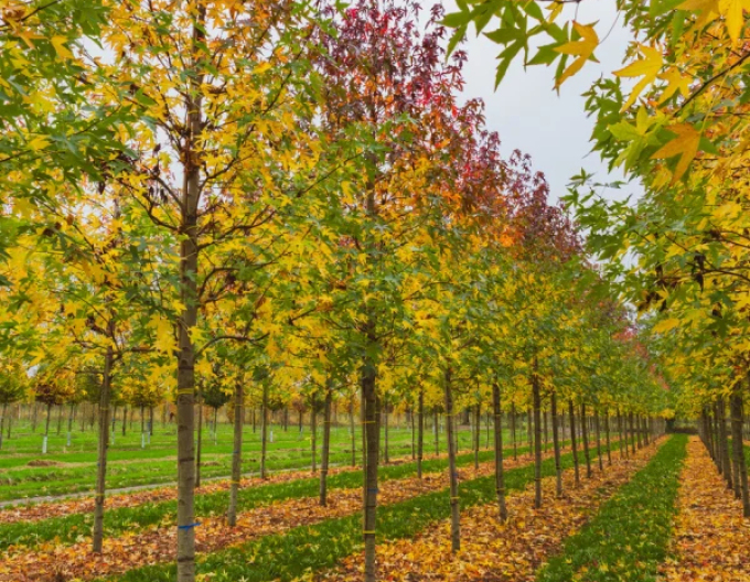 Tupelo lesné  - Nyssa sylvatica