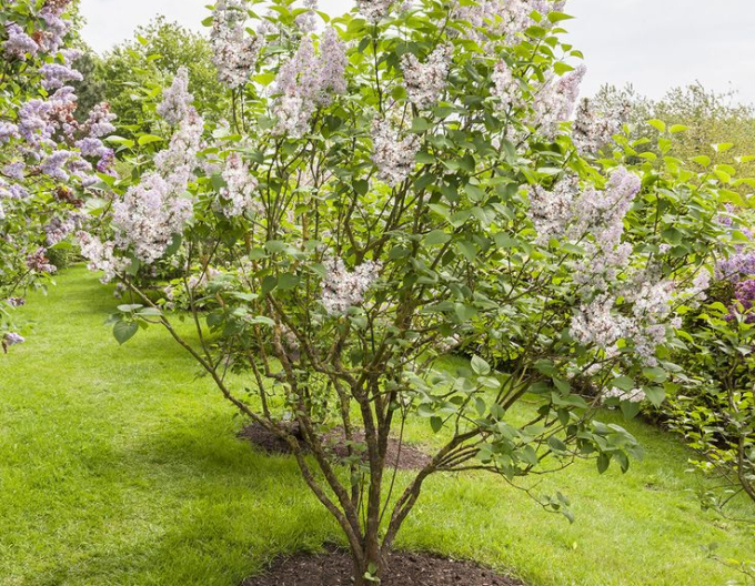 Orgován ´Beauty of Moscow´ na kmienku