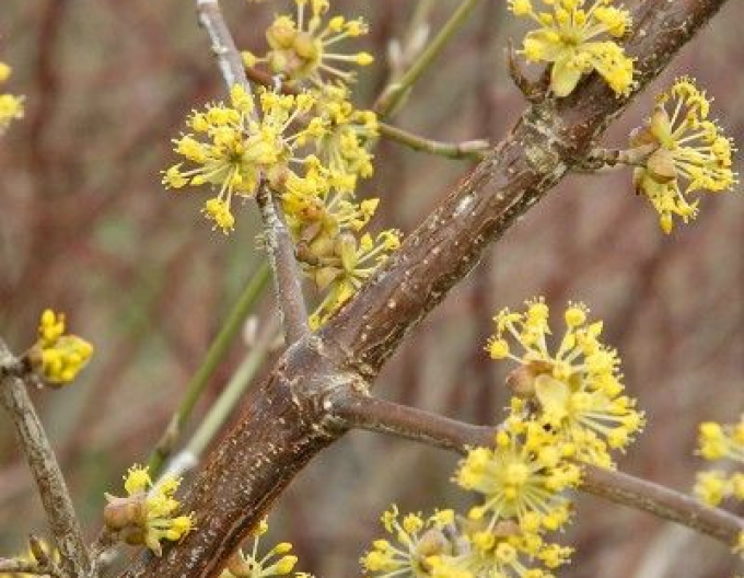 Drieň obyčajný ´Jolico´ 160cm