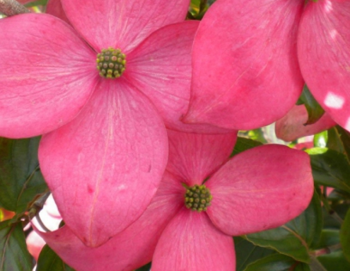 Drieň kousa (čínsky) ´Satomi´