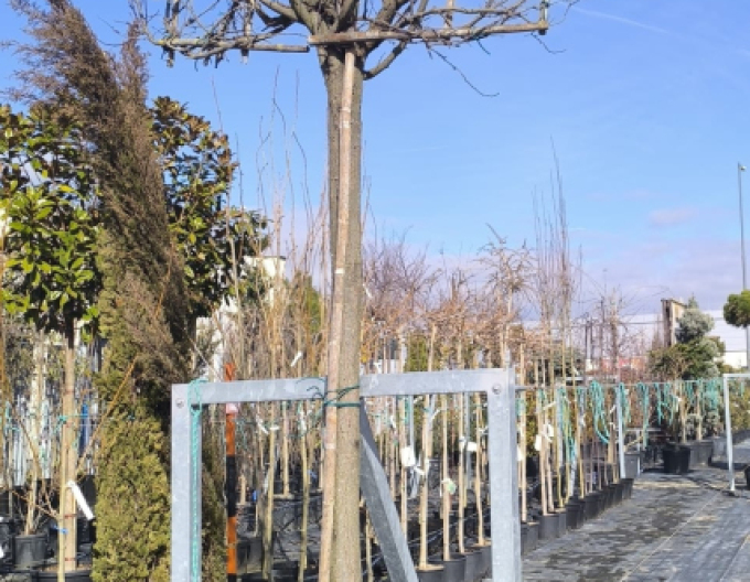 Slivka čerešňoplodá ´Pissardi´ - Špalliera