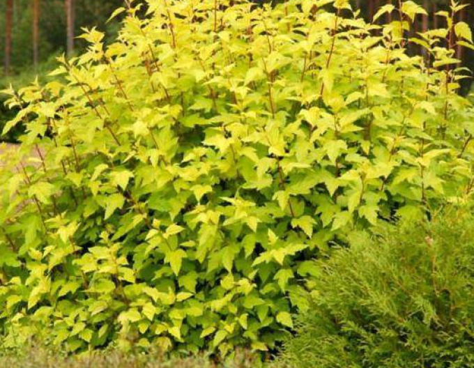 Tavoľa kalinolistá Dart´s Gold