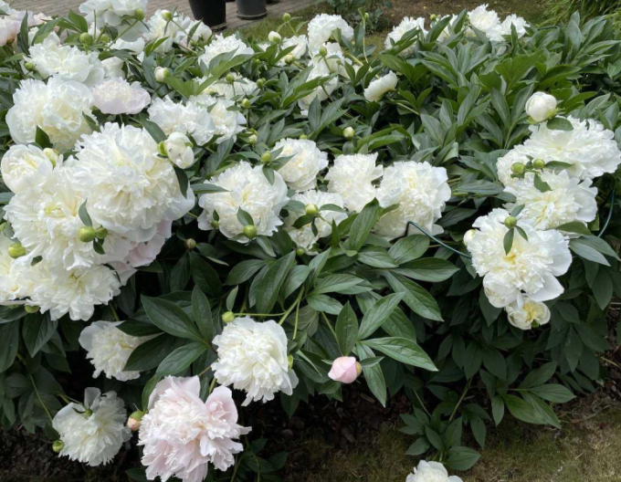 Pivonka čínska  ’Duchesse de Nemours’