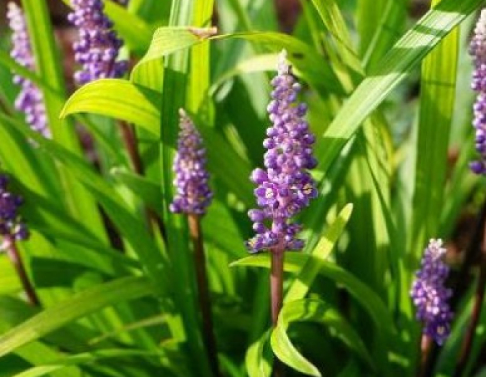 Liriopa modrincová ´Purple Passion´ 9x9