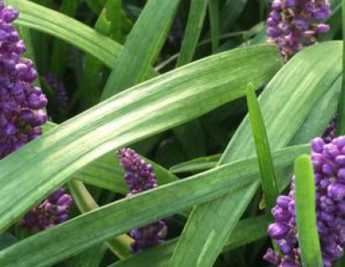 Liriopa modrincová ´Purple Passion´ 9x9