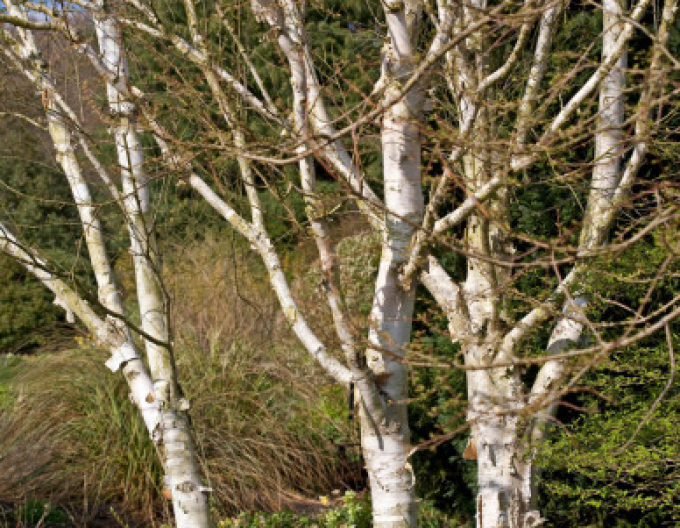 Breza himalájska ´JACQUEMONTII´   viackmeň  125/150cm