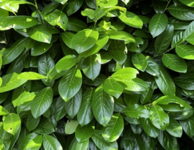 Vavrínovec lekársky ´Novita´ 3L