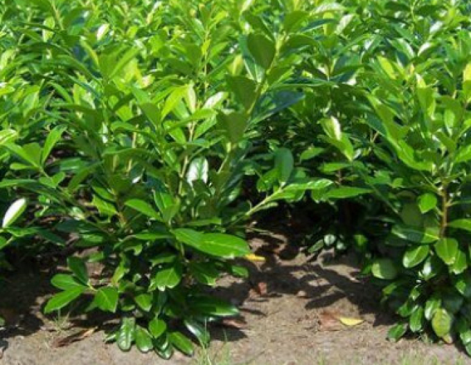 Vavrínovec lekársky ´Novita´ 3L