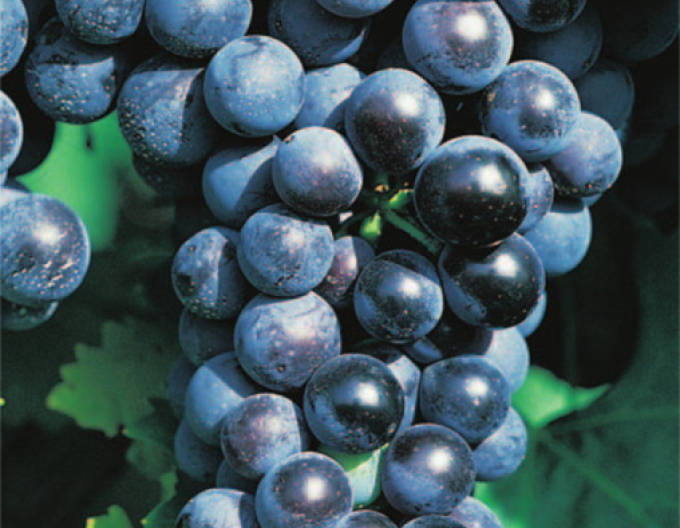 Vinič stolový ´Muscat Blue´