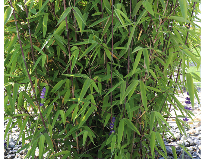 Bambus ´Fargesia Nitida Volcano´