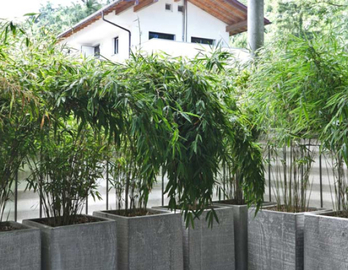 Bambus ´Fargesia Nitida Volcano´