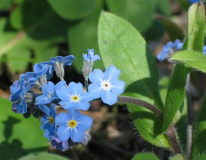 Nezábudka lesná ´Modrá´