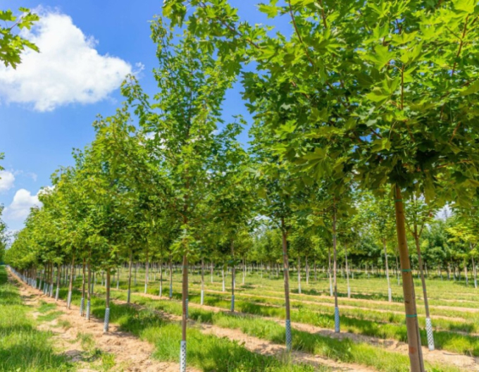 Javor mliečny ´Cleveland´