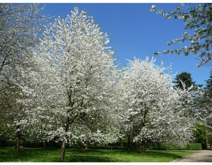 Čerešňa vtáčia ´Plena´