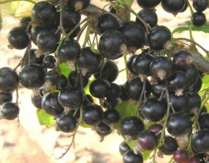 Ríbezľa čierna ‘Ben Hope’ Stromčeková, 2l