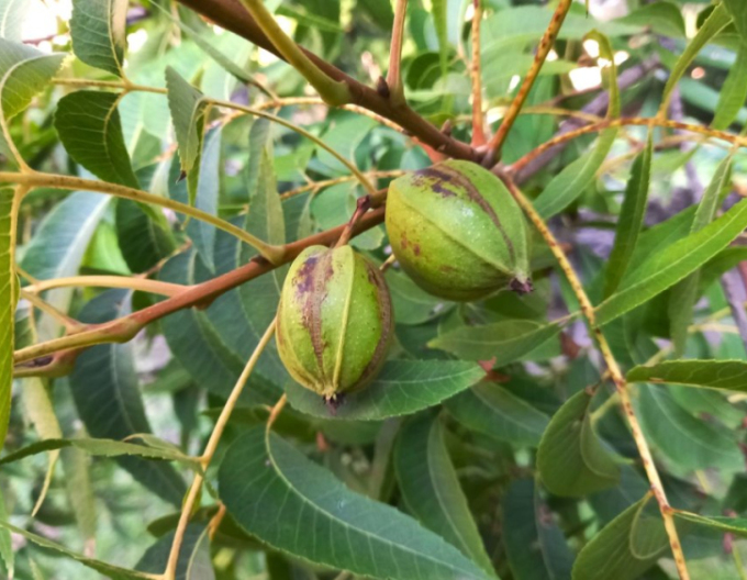 Pekanový orech, Hikória pekanová ´Choctaw´