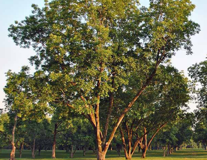 Pekanový orech, Hikória pekanová ´Choctaw´