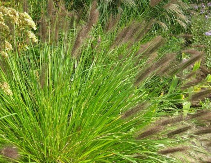 Perovec psiarkovitý ’Viridescens’