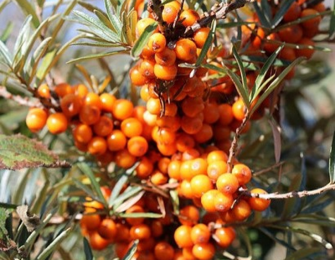 Rakytník samica ´Krasavica´